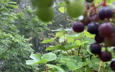 Forest Gardening & Nut Growing course 7.6.2025 (Laitila, Finland)