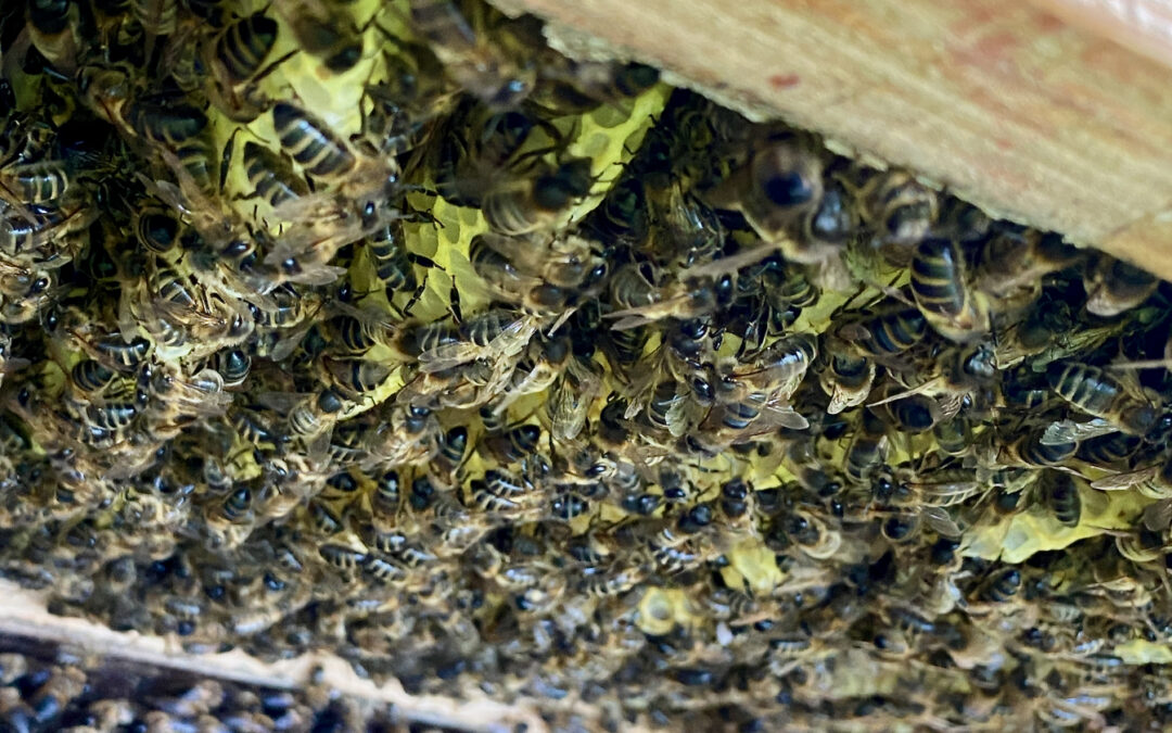 Mehiläisempää mehiläishoitoa 25.-26.3.2023 (Iso-orvokkiniitty)