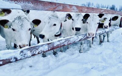 Kohti kestävää ruokajärjestelmää – Pohjois-Suomen verkostoitumistapaaminen 12.4.2024
