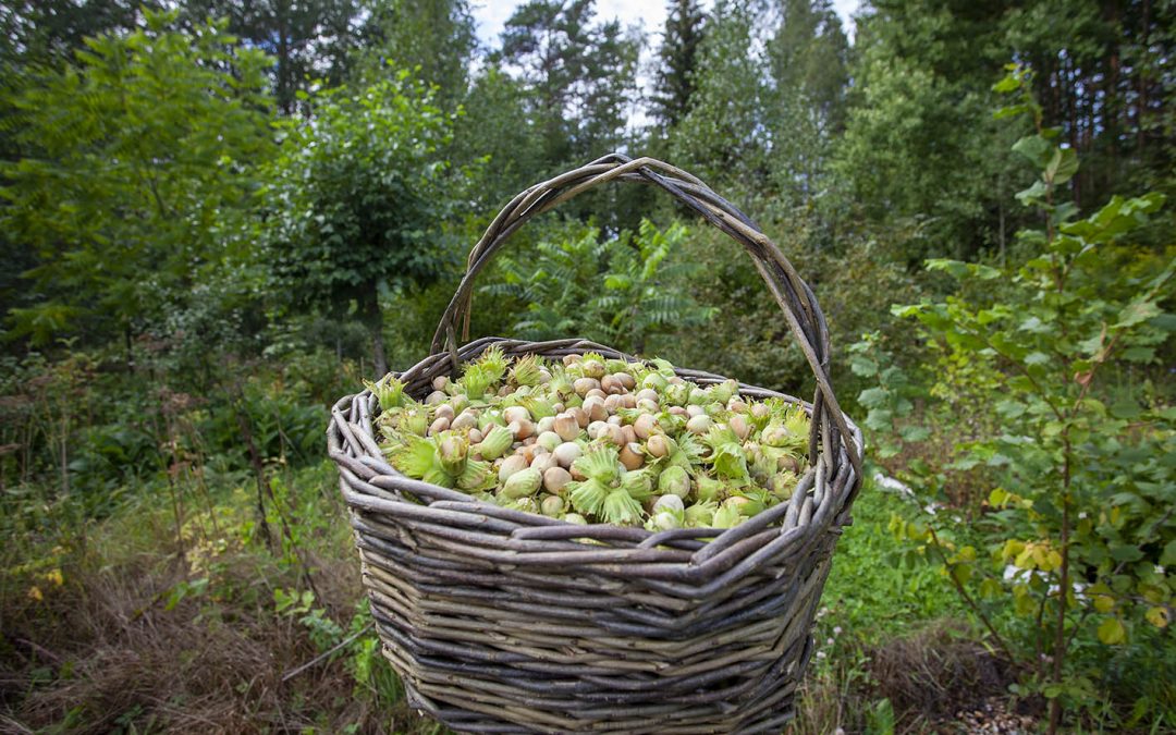 Pähkinäkurssi 7.9.2025 (Laitila & Pyhäranta)