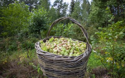 Pähkinäkurssi 7.9.2025 (Laitila & Pyhäranta)