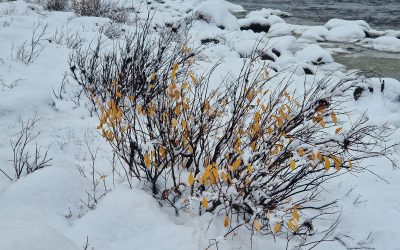 Yhdistyksen syystapaaminen lähestyy, muista ilmoittautua viimeistään 24.11.!