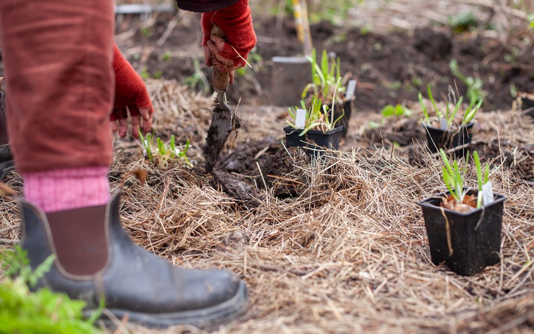 Katteet ja kateviljely – tapaaminen Koroisilla 7.12.