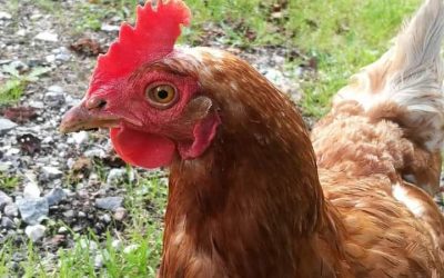 Permakulttuurin perusteet -kurssi Paraisilla 11.-12.3.