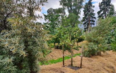 Syötäviä metsäpuutarhoja – kaikille